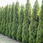 12 Fast-Growing Privacy Bushes for a Low-Maintenance Garden