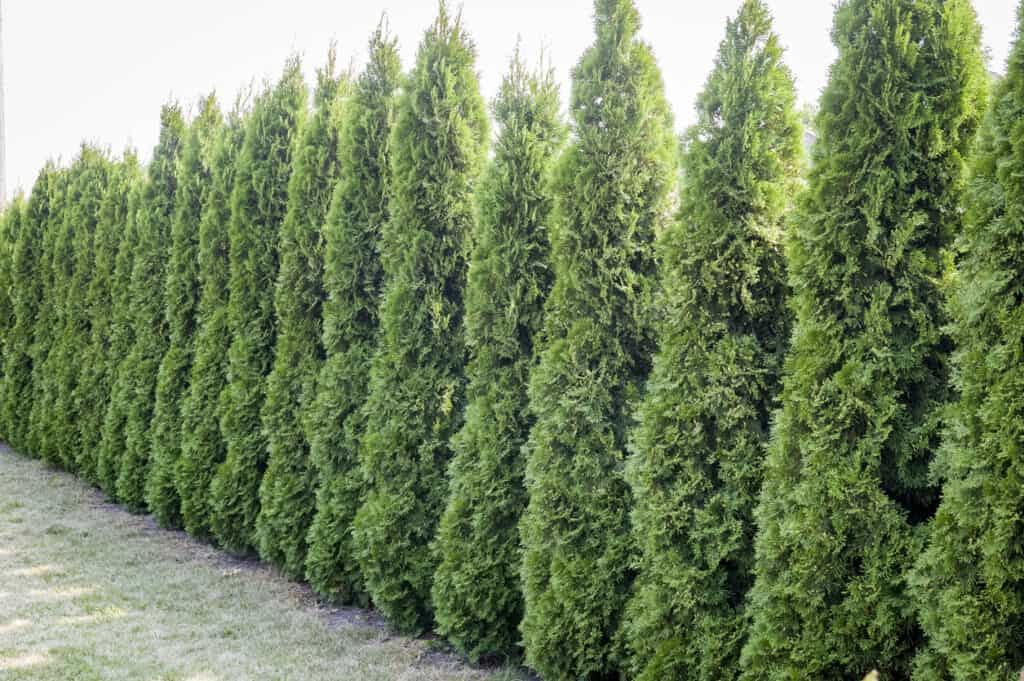 12 Fast-Growing Privacy Bushes for a Low-Maintenance Garden