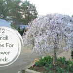 Small Trees For Flower Beds