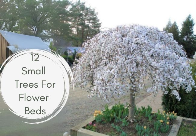 Small Trees For Flower Beds