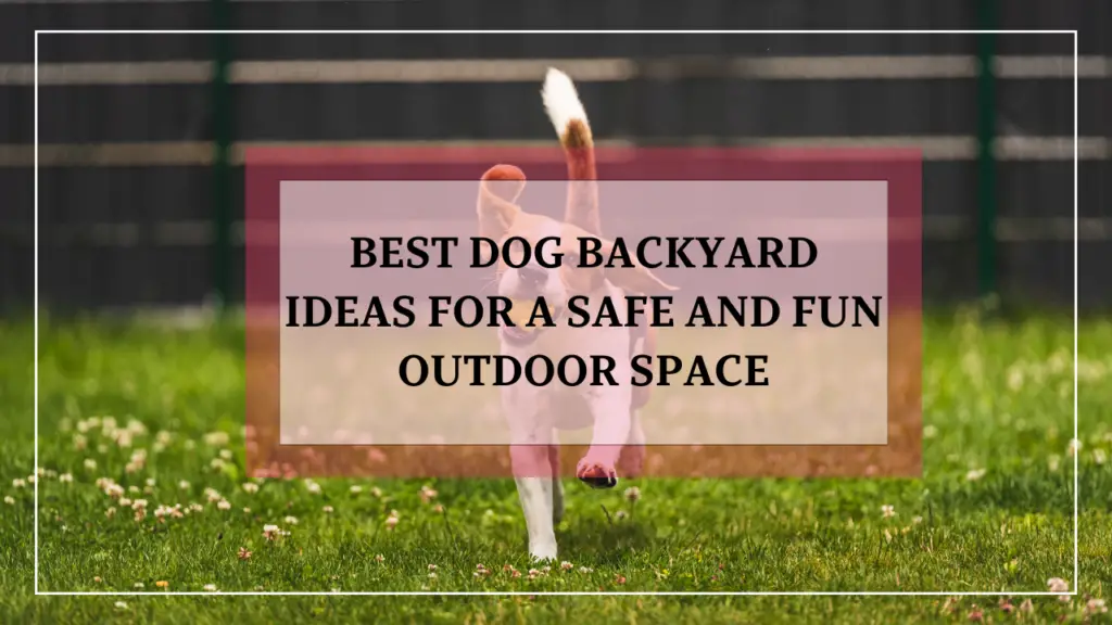 Best Dog Backyard Ideas for a Safe and Fun Outdoor Space