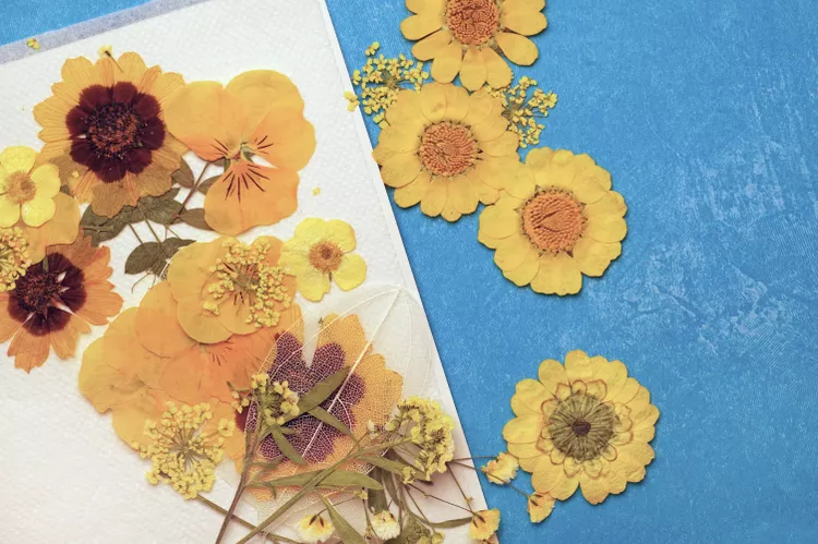 Fall-blooming Flowers to Grow in Your Autumn Garden