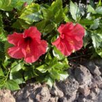 Hibiscus Blooming