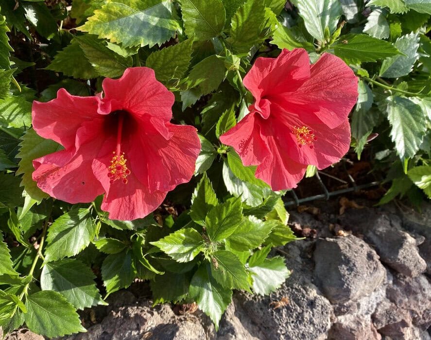 Hibiscus Blooming