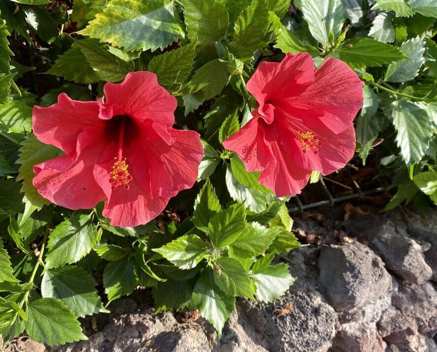 How To Keep Hibiscus Blooming: Seasonal Care For Nonstop Flowers