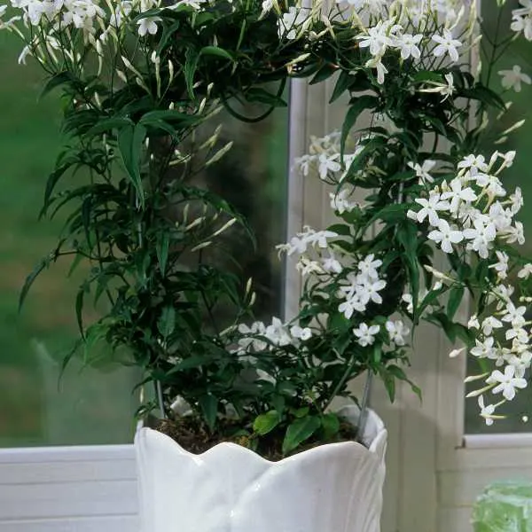 10 Best Fragrant Indoor Plants That Smell Good