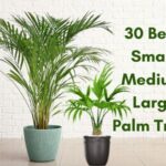 How to pick the right palm tree?