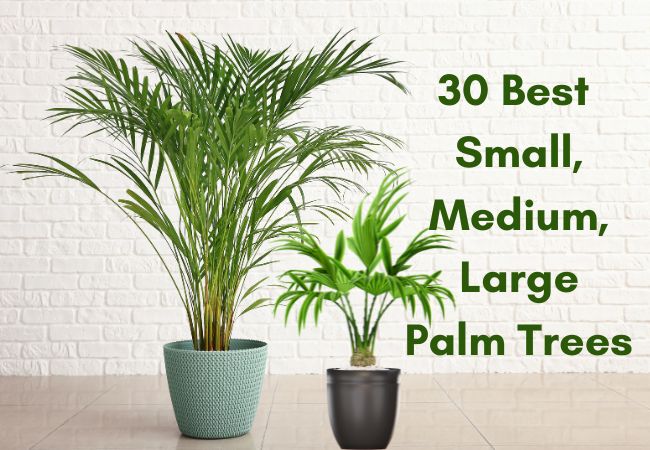 How to pick the right palm tree?