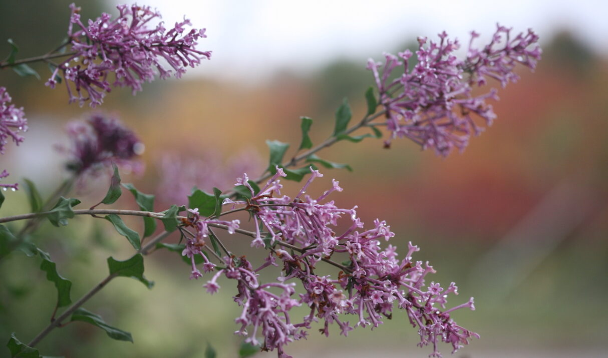 You’re Wasting Fall If You’re Not Planting These!