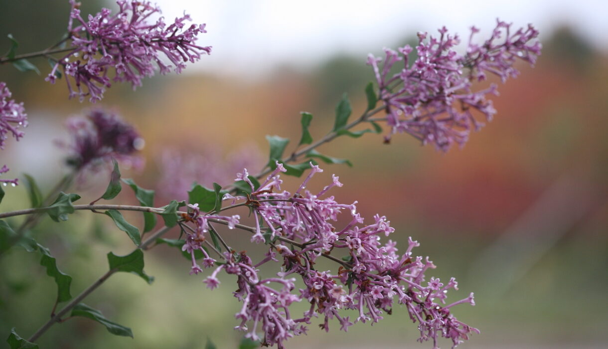 Fall Planting: Why and What to Plant In Fall?