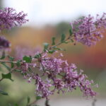 Fall Planting: Why and What to Plant In Fall?