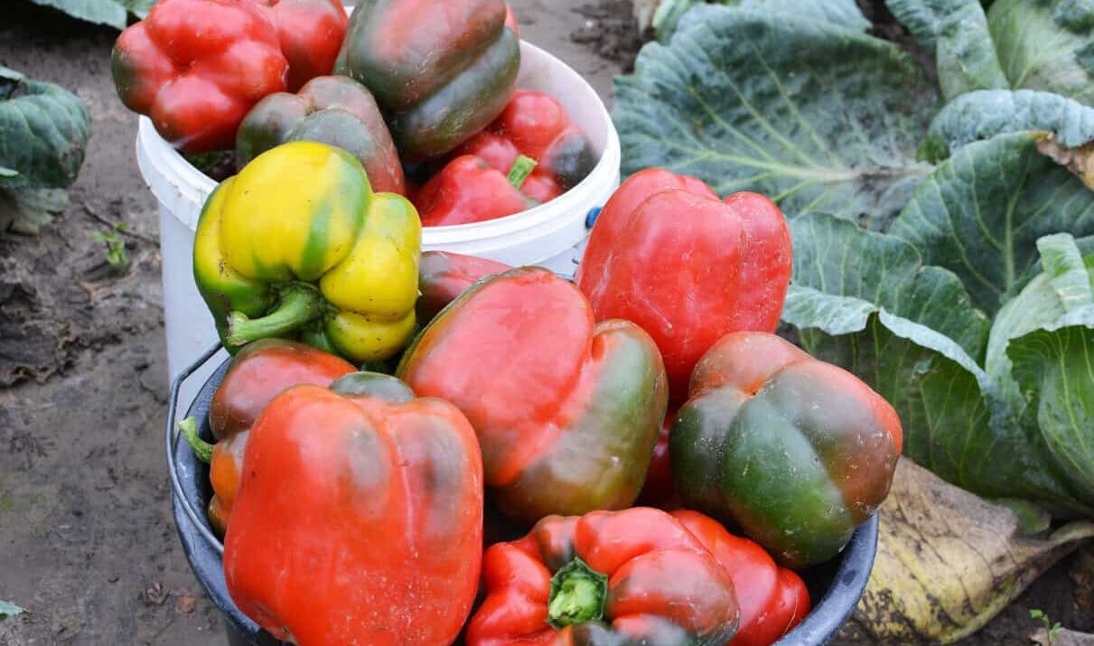 15 Easy Tips for Growing Peppers Outdoors (Hot or Sweet!)