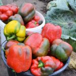 15 Easy Tips for Growing Peppers Outdoors (Hot or Sweet!)
