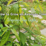 ✅How to Grow an Avocado Tree: Step-by-Step Guide