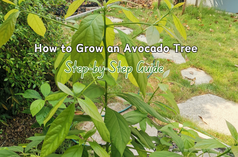 How to Grow an Avocado Tree: Step-by-Step Guide