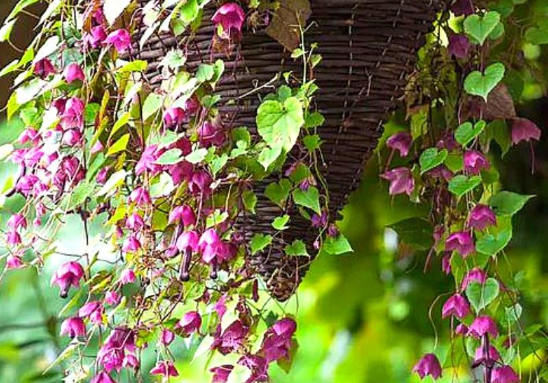 Outstanding Plants For Hanging Baskets