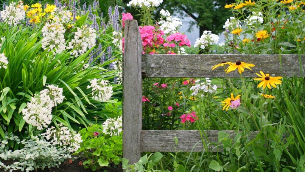 Top Low Maintenance Perennials That Bloom All Summer